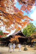 Autumn leaves on Mt. Koyasan